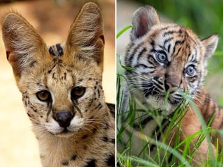 Querían un gato de Savannah, pero recibieron un tigre de Sumatra. (INTERNET)