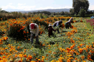 Son 170 productores locales de flor tipo cempasúchil, mano de león y margarita, quienes se encargan de sembrar 60 hectáreas.