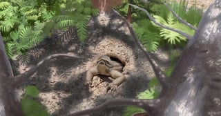 Científicos descubrieron fósiles de un diminuto reptil excavador en una vasta sección del Bosque Petrificado en Arizona. (ESPECIAL) 