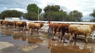 En 2019, Durango exportó a Estados Unidos 184 mil 235 cabezas de ganado bovino. (EL SIGLO DE TORREÓN) 