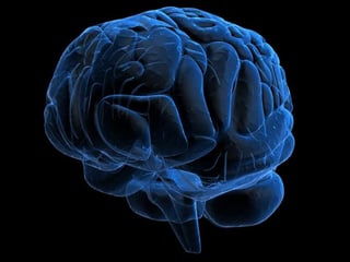 Un estudio publicado en EUA halló que las mismas proteínas que protegen el cerebro en condiciones de poco oxígeno (hipoxia) son también las que, a la larga, lo terminan dañando e impiden el correcto funcionamiento de las células cerebrales. (ESPECIAL) 
