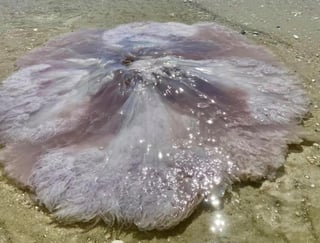 Este tipo de medusa es rara de ver, dicen expertos. (INTERNET)