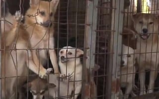 La organización estadounidense Humane Society International se encargó del rescate de más de 170 perros de una granja ubicada en Haemi, en Cora del Sur (CAPTURA) 