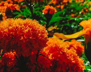 La flor de cempasúchil es uno de los elementos del Día de muertos más importantes que ha estado presente desde antes de la colonización. (ESPECIAL)