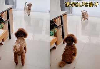 El momento fue captado en video por la dueña del perro amarrado. (INTERNET)