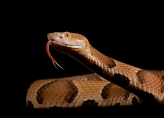 La serpiente era venenosa; afortunadamente la menor reaccionó bien al tratamiento. (INTERNET)