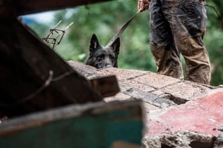 Una unidad canina de búsqueda compuesta por dos perros auxilia en las tareas de rescate de víctimas de la depresión tropical Eta en una aldea al norte de Guatemala, donde se presume que hay un centenar de personas soterradas. (CORTESÍA)