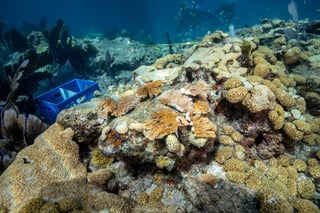 Un equipo internacional de científicos coliderado por la Universidad de Granada (España) ha descubierto un nuevo arrecife de coral en la Gran Barrera de Australia, el primero en 120 años. (ARCHIVO) 