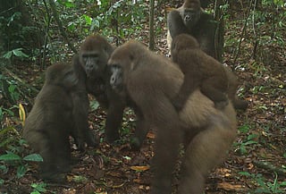 Los gorilas son animales muy sociables... hasta cierto punto. Si hay muchos animales en una montaña, pueden tornarse más violentos, según los científicos. (ARCHIVO) 