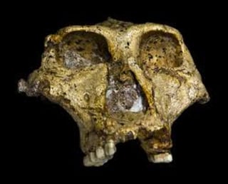 El fósil recién descubierto de un cráneo sugiere que las condiciones ambientales impulsaron cambios rápidos en una especie humana extinta. (ARCHIVO) 