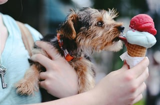 Es sabido que los perros disfrutan comer helados, sin embargo, es recomendable que no coman seguido o en exceso. (ESPECIAL)