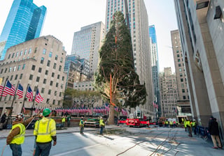 El tradicional y enorme árbol navideño del Rockefeller Center llegó a primera hora de este sábado a Nueva York, hasta donde fue transportado en un tráiler de 35 metros de largo que fue escoltado por una decena de vehículos policiales por las calles de Manhattan. (AP)