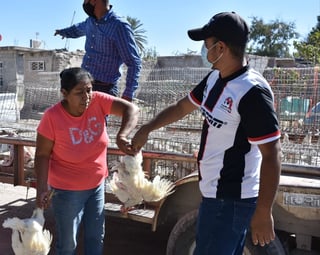 Las gallinas producen de entre uno a dos huevos al día para el consumo de las familias o para su comercialización.