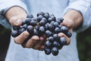 https://pixabay.com/photos/grapes-bunch-fruit-holding-harvest-690230/
