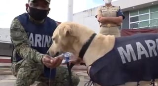 El can fue rescatado por los elementos de la Marina, de una vivienda durante las inundaciones en Tabasco (CAPTURA) 