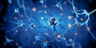 Un equipo internacional de investigadores ha reconstruido las conexiones neuronales del hipocampo en tres dimensiones y ha observado cerca de 25,000 conexiones neuronales, un avance que ayudará a comprender el funcionamiento de esta parte del cerebro fundamental en la memoria, el aprendizaje o la orientación espacial. (ESPECIAL) 
