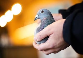 ‘La paloma más cara del mundo’, es ahora esta ave. (INTERNET)