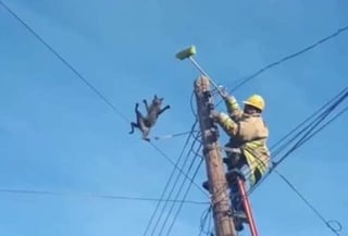 Bomberos de San Pedro, Coahuila fueron protagonistas de una viral publicación en la que reconocen su manera de rescatar a un gatito de las alturas de un poste de luz. (Especial) 