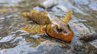 el asprete, o 'Romanichthys valsanicola' en latín, un pez de agua dulce del que se estima sobreviven apenas una quincena de ejemplares a lo largo de un kilómetro del cauce del río Valsan del centro de Rumanía, y que fue contemporáneo de los últimos dinosaurios. (ARCHIVO) 