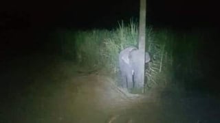 La imagen del pequeño elefante escondido tras un poste para 'no ser descubierto', se ha viralizado en poco tiempo en redes sociales (CAPTURA) 