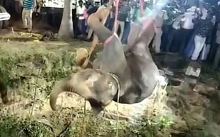 El elefante fue rescatado luego de 16 horas (CAPTURA)