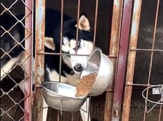 En un video captado dentro de un albergue para perros en China se muestra el momento en el que un Husky 'inteligente' toma las croquetas de su compañero y las vacía en su  contenedor. (Especial) 