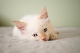 Los primeros momentos en la vida de un gato son de suma importancia para encaminarse a la vida adulta con un sistema inmunológico fuerte.  (ESPECIAL)