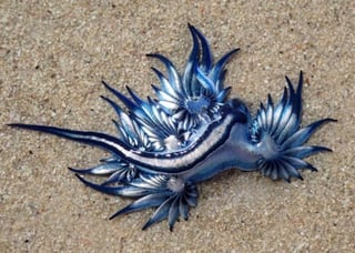 Glaucus atlanticus, moluscos gasterópodos conocidos como ‘dragón azul’. (INTERNET)