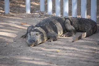 El cocodrilo de nombre 'Coco' se podrá apreciar en el Parque Ecológico y de Vida Silvestre en Monclova.