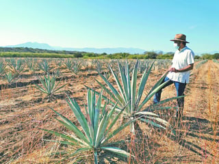 Debido al clima extremadamente caluroso, no es muy común el cultivo del maguey en la región.