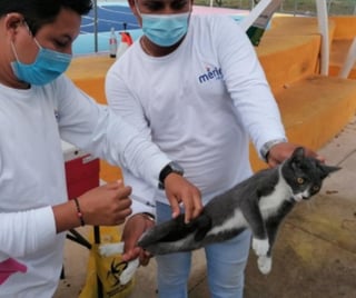 El pasado 15 de diciembre en el estado de Yucatán se llevó a cabo una jornada de vacunación gratuita para mascotas, perros y gatos. (Especial) 