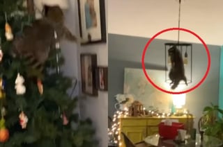 Al pelear el mapache con la mascota de la mujer, tiraron el árbol navideño (CAPTURA) 