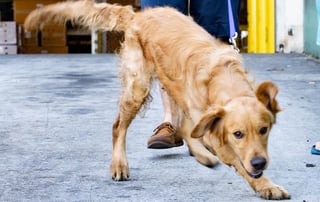 Un albergue en China, contacto a la asociación Golden Rescue South Florida para rescatar a los perros (ESPECIAL) 