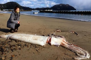 Los avistamientos de calamares gigantes son muy raros, dicen las autoridades. (INTERNET)