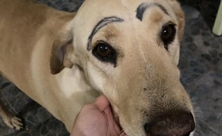 La fotografía del can con las cejas pintadas ha generado diversas reacciones (CAPTURA) 