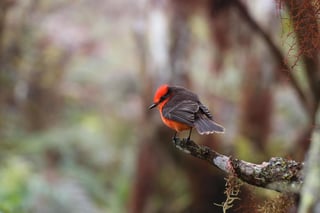 Expertos de la Fundación Charles Darwin comentaron a Efe que esperan romper el récord de conteo de aves en el archipiélago ecuatoriano de Galápagos, que tiene lugar cada diciembre desde hace cinco años y que en 2019 terminó con 622 registros. (ARCHIVO) 