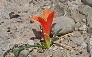 Dos nuevas especies de plantas fueron descubiertas en el norte de los Andes peruanos durante una investigación a cargo de especialistas de la Universidad Nacional Mayor de San Marcos (UNMSM) y de la Universidad Estatal de Arizona (Estados Unidos). (ARCHIVO) 