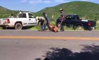 Un tráiler cargado con cerdos volcó sobre la autopista Veracruz-Xalapa, donde docenas de lugareños saquearon la carga e incluso destazaron a los animales en el lugar. (ESPECIAL) 
