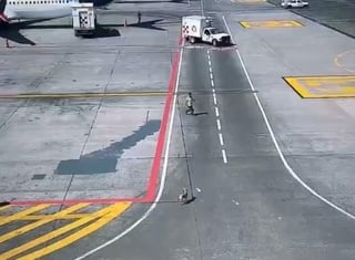 El pasado lunes por la tarde se volvió viral en Instagram la historia de un usuario que captó a un perrito corriendo por la pista del Aeropuerto Internacional de la Ciudad de México.  (Especial) 