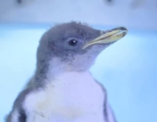 El pasado miércoles, el Acuario Inbursa ubicado en la alcaldía Miguel Hidalgo de la Ciudad de México, anunció que recibió a su primer pingüino nacido en el recinto. (Especial) 