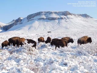 Una manada de bisontes fue captada en planicies de Coahuila, informó la Semarnat en sus diferentes redes sociales.