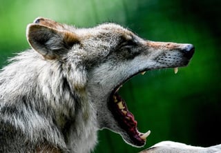 Los humanos que alimentaban a los lobos con sobras de carne magra durante los duros inviernos pueden haber tenido un papel en la domesticación temprana de los perros, hacia el final de la última edad de hielo, hace entre 14,000 y 29,000 años, según un estudio publicado en Scientific Reports. (ARCHIVO) 