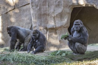 Piensan que los gorilas se contagiaron tras convivir con un trabajador asintomático (ESPECIAL)  
