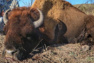 Tras las fotografías que circularon de manera reciente en redes sociales, en donde se observa a dos personas al lado de un bisonte presuntamente muerto, tras haber sido víctima de cacería. (ARCHIVO)