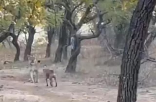 En el Parque Nacional del Bosque de Gir en Gujarat, India, los turistas se quedaron boquiabiertos al presenciar la pelea entre un perro callejero y una leona del lugar. (Especial) 
