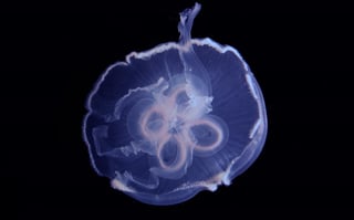Científicos de la Universidad del Sur de Florida (USF) descubrieron que la gran velocidad de las medusas se debe a un mecanismo que funciona como si se estuvieran impulsando con ayuda del suelo y que puede eventualmente usarse en la industria automotriz. (ARCHIVO) 

