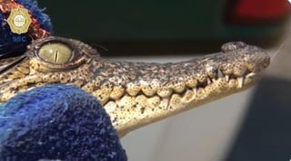 Los oficiales de la Brigada Animal rescataron al cocodrilo de la especie moreletii de aproximadamente 45 centímetros de largo. (ESPECIAL)