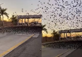 La escena protagonizada por las aves se viralizó en redes sociales en poco tiempo (CAPTURA) 