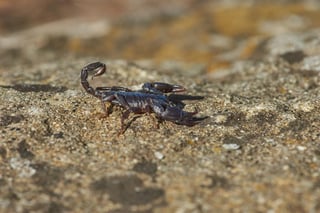 Escorpión es más utilizado en el norte de México debido a la similitud con “scorpion”, término en inglés utilizado en Estados Unidos. Se usa para referirse a los alacranes no venenosos que no representan peligro para las personas. (ARCHIVO)
