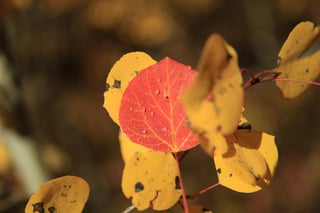 Si tienes plantas seguramente has notado que algunas de las hojas pueden llegar a ponerse color amarillo. Esta peculiar tonalidad es conocida como clorosis, que puede derivar en distintas enfermedades o carencias. (ARCHIVO)